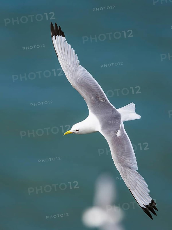 Black-legged Kittiwake, Rissa tridactyla, bird in flight over sea, Bempton Cliffs, North Yorkshire, England, United Kingdom