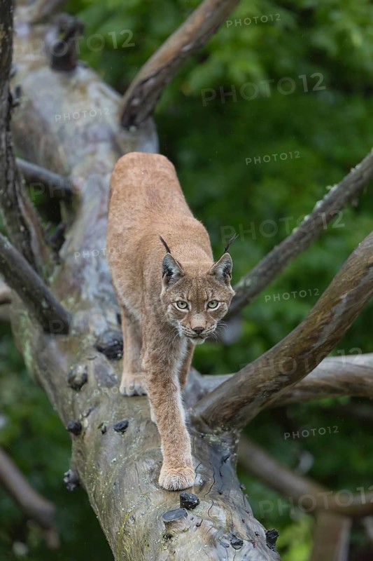 One Eurasian lynx, (Lynx lynx), walking on fallen dead tree with a green natural background and autumnal leaves in the foreground