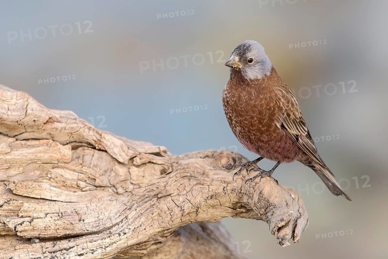 Grey-crowned Rosy Finch (Leucosticte tephrocotis littoralis), Alaska, USA