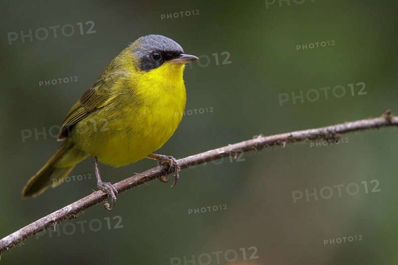 Masked Yellowthroat (Geothlypis aequinoctialis) perched on a branch in the Atlantic rainforest of southeast Brazil