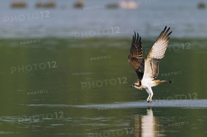 Fischadler, lat. Pandion haliaetus, fliegt von der Wasseroberfläche nach erfolglosem Jagdversuch wieder auf