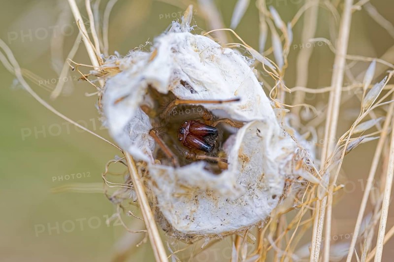 Female nurse's thorn finger, Cheiracanthium punctorium, female Yellow sac spider, Saxony-Anhalt, Germany