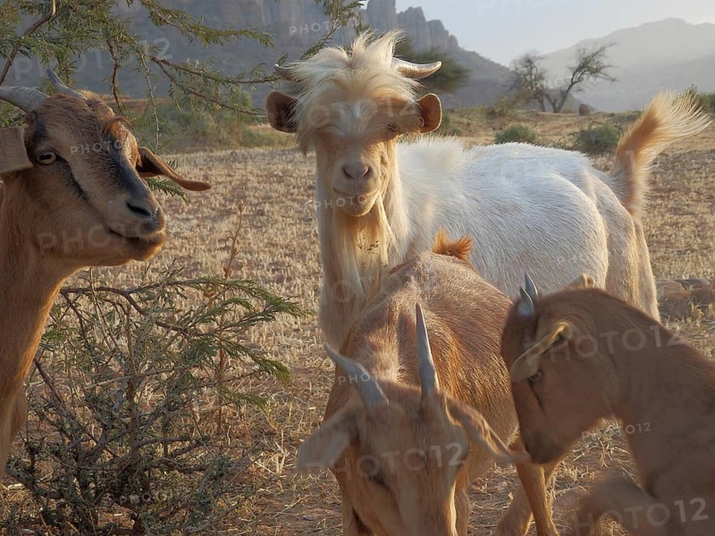 Group of goats (caprae) on a barren pasture with hills in the background, Tigray, Ethiopia