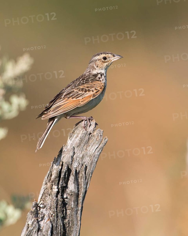 Horsfield's Bush Lark (Mirafra javanica) perched on a branch, Victoria, Australia