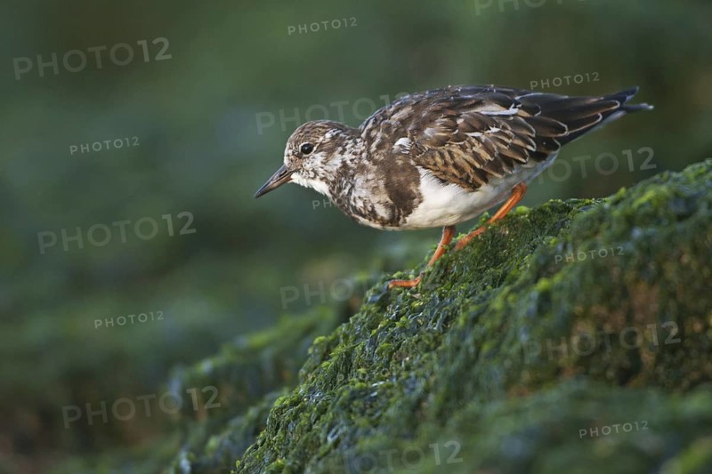 Ruddy Turnstone (Arenaria interpres), Netherlands
