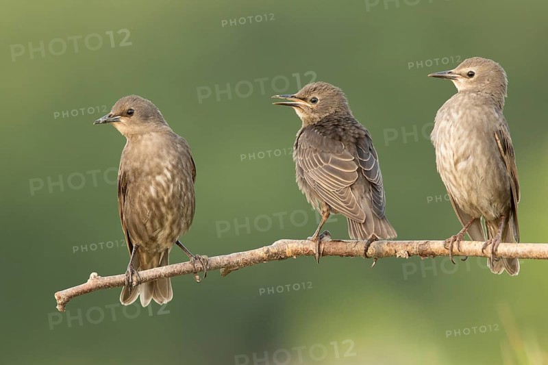 Common Starling (Sturnus vulgaris) juveniles perched on a branch, Serbia