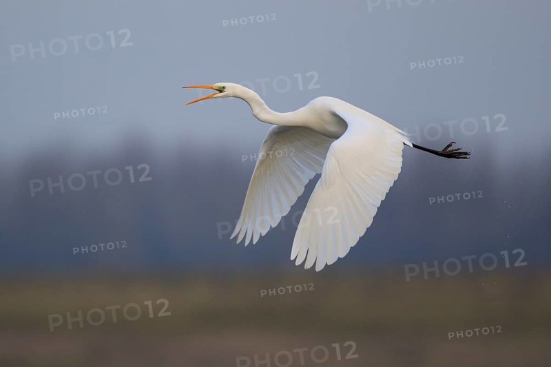 Great Egret (Ardea alba) calling in flight, North Rhine-Westphalia, Germany