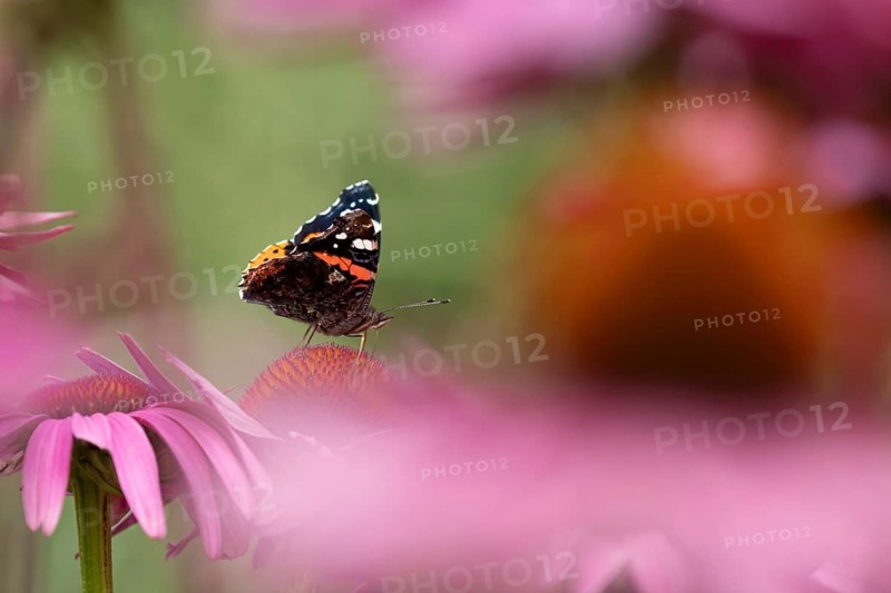 Red admiral butterfly (Vanessa atalanta) adult insect feeding on a garden purple Coneflower (Echinacea purpurea) flower in summer, England, United Kingdom