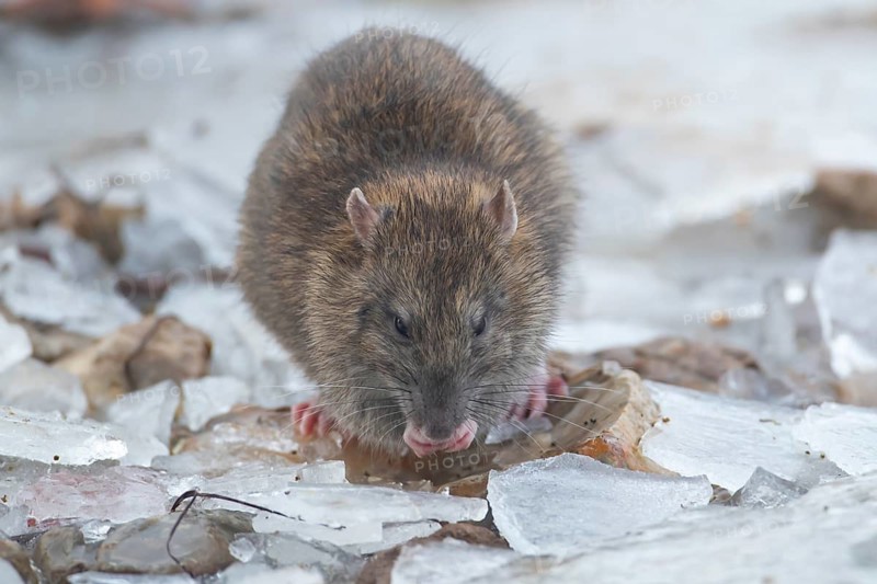Brown rat (Rattus norvegicus) adult rodent animal feeding on seed on ice in winter, England, United Kingdom