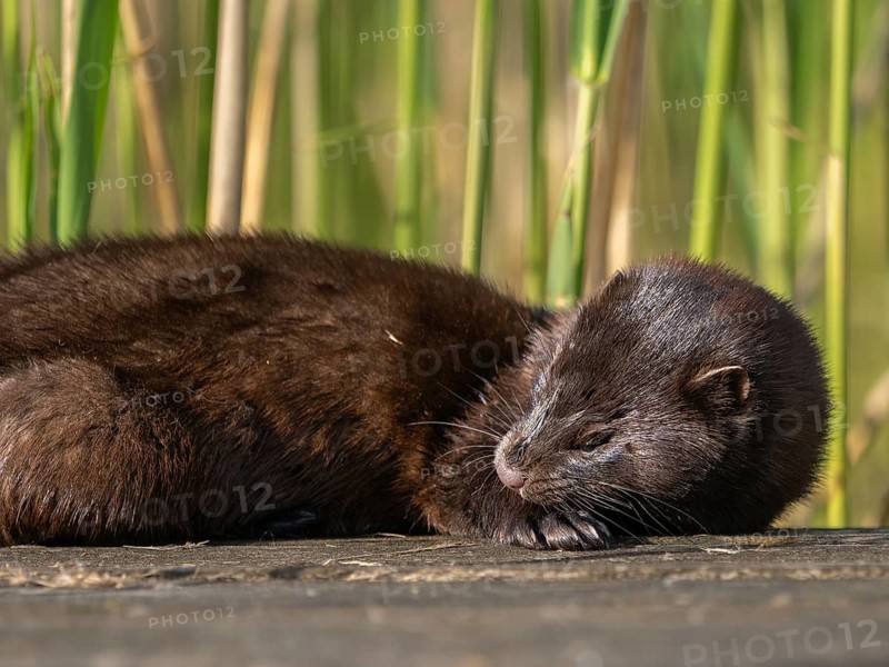 A mink grooming its fur