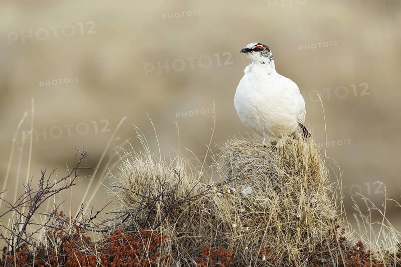 Rock Ptarmigan (Lagopus muta) male, Myvatn, Iceland