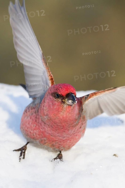 Pine Grosbeak - Hakengimpel - Pinicola enucleator, Finland, adult male