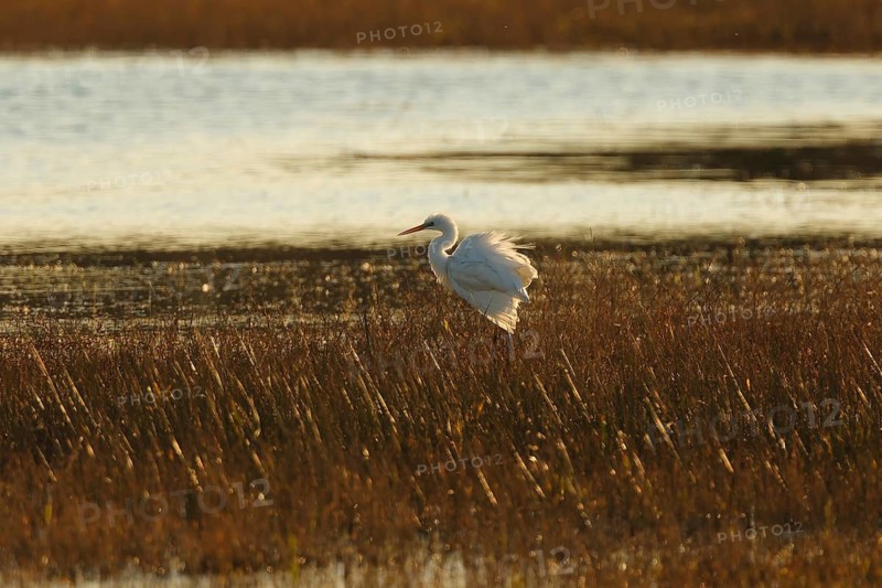 A serene white egret stands elegantly amidst the golden marshland, bathed in the warm glow of the setting sun in wetland of the Emporda. The peaceful scene captures the essence of nature beauty