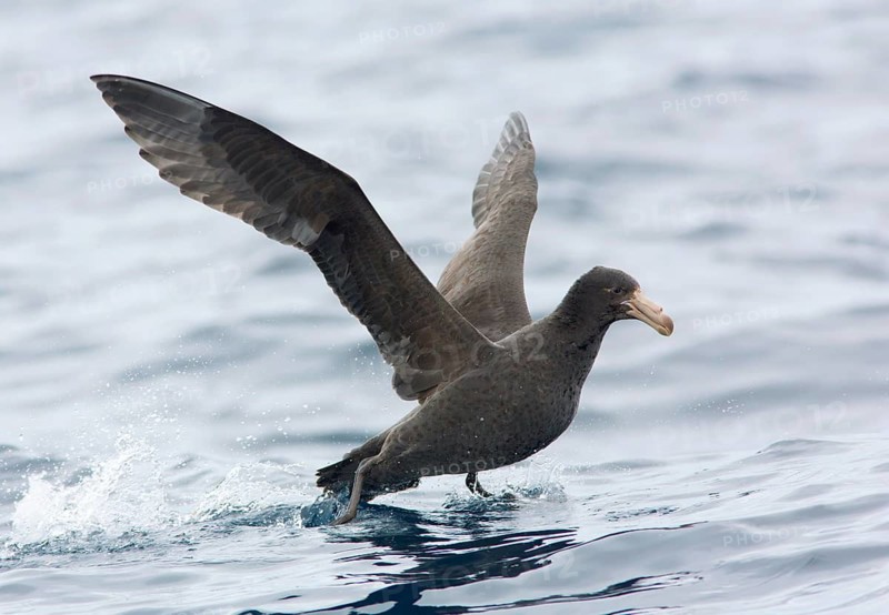 Northern Giant Petrel (Macronectes halli), Victoria, Australia