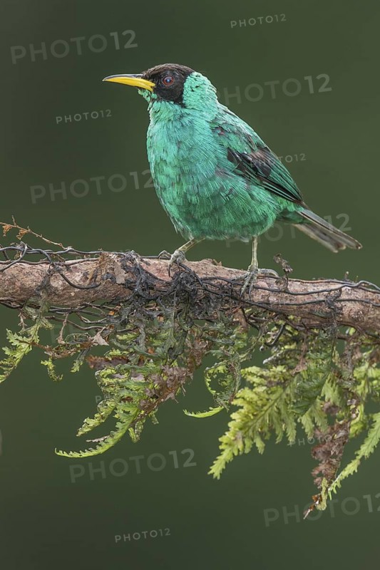 Green Honeycreeper (Chlorophanes spiza) male, Costa Rica