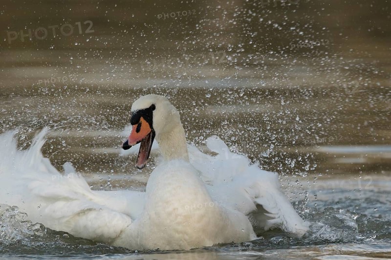 Mute Swan (Cygnus olor) bathing, Bavaria, Germany