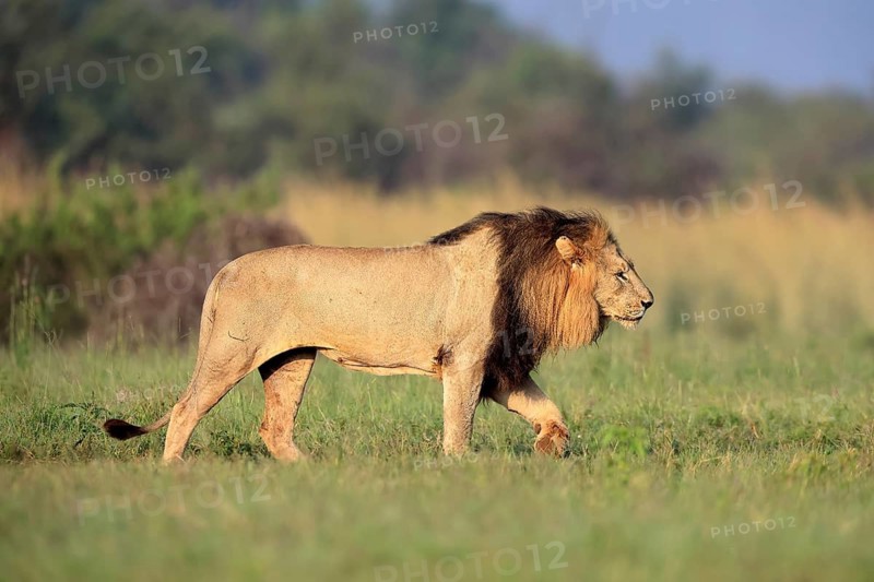 Lion (Panthera leo), adult, male, running, alert, Pilanesberg National Park, North West Province, South Africa