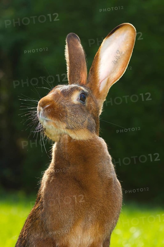 A hare rabbit, red-brown, red-brown, animals, rabbit, hare, hares, pet, meadow, portrait, (Oryctolagus cuniculus), Hesse, Federal Republic of Germany