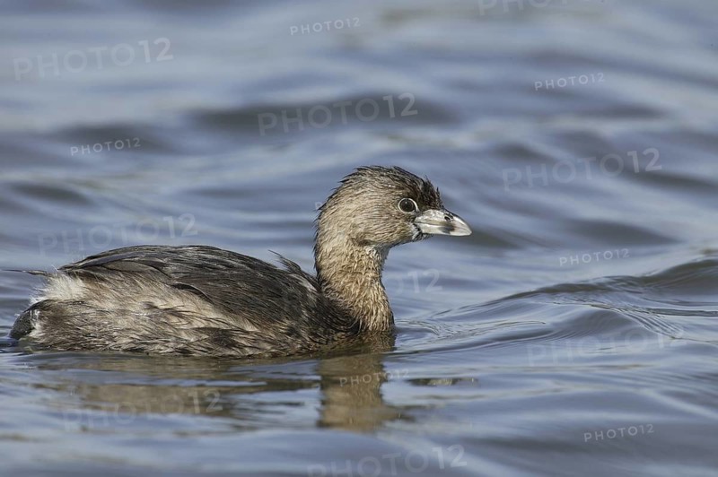 Pied-billed Grebe (Podilymbus podiceps), California, USA