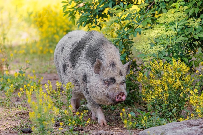 A Kunekune pig (sus scrofa domesticus), a domestic breed from New Zealand walks walks through a yellow flowering meadow. Captive, Austria