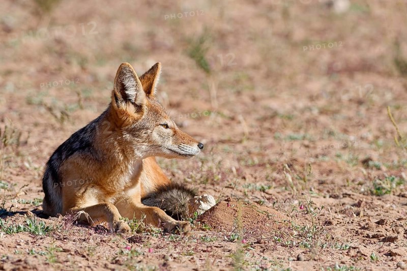Black-backed jackal (Lupulella mesomelas), adult animal, lying in the grassland, looking around, alert, Kgalagadi Transfrontier Park, Northern Cape, South Africa