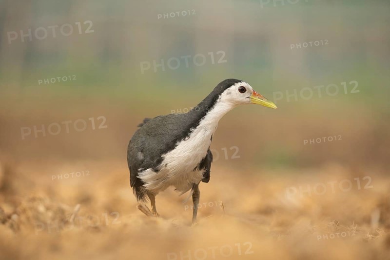 A white-breasted waterhen (Amaurornis phoenicurus), Sreepeur, Gazipur