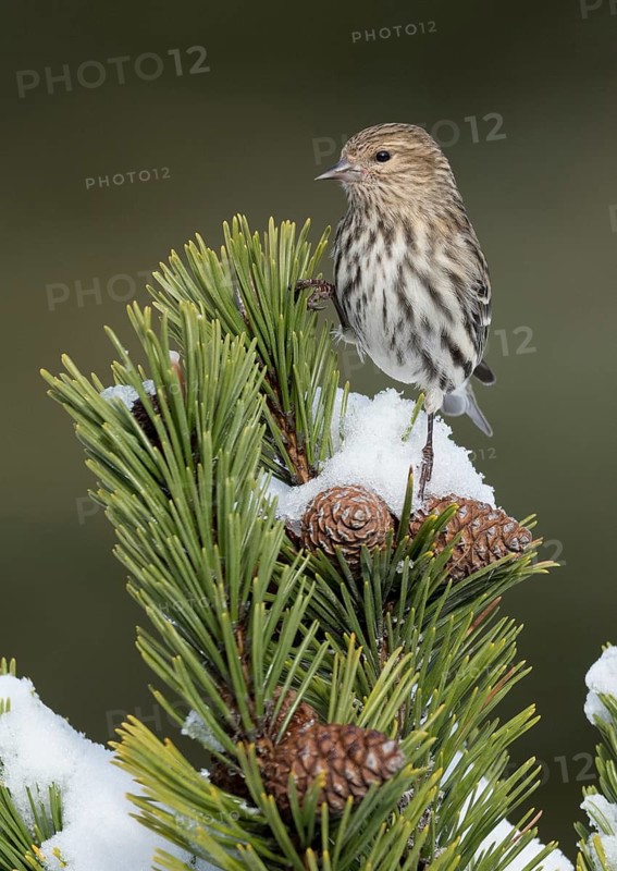 Pine Siskin (Spinus pinus) perched on a branch, Alaska, USA