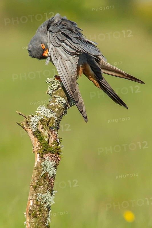 Red-Footed Falcon (Falco vespertinus), adult male preening on a branch, Galicia, Spain