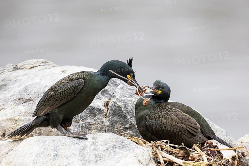 Cormorant (Gulosus aristotelis), breeding pair building a nest, Hornøya Island, Vardø, Varanger, Finnmark, Norway