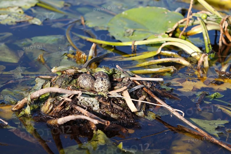 Black Tern (Chlidonias niger) nest with eggs, Mecklenburg-Western Pomerania, Germany