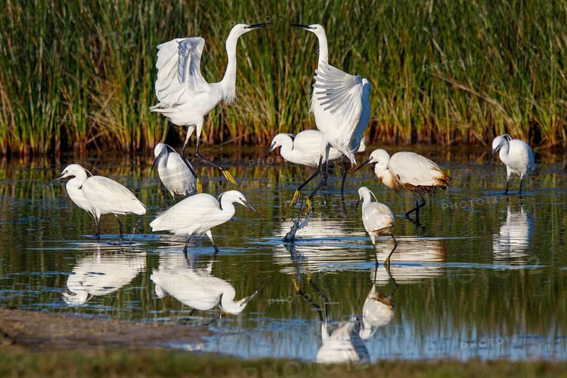 Little Egret (Egretta garzetta), Greece