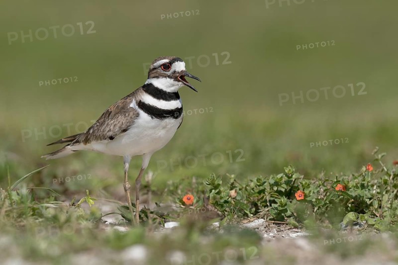 Killdeer (Charadrius vociferus) calling, Texas, USA