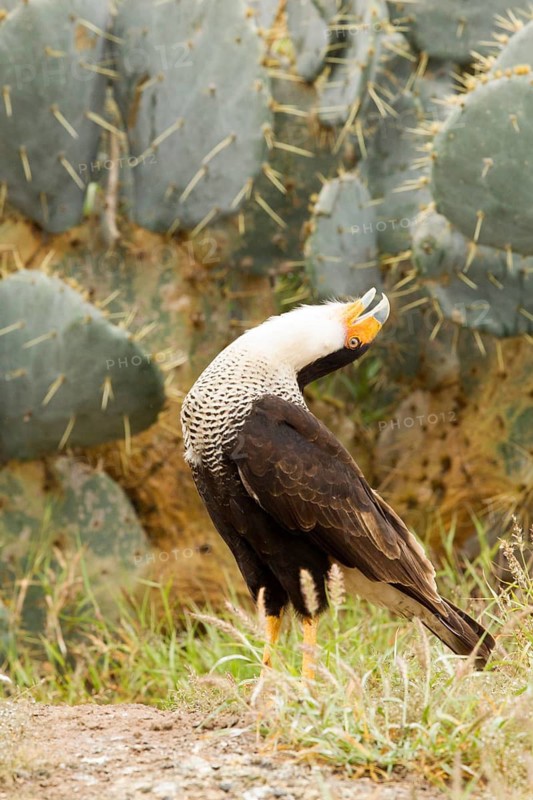Northern Crested Caracara (Caracara cheriway) displaying, Texas, USA