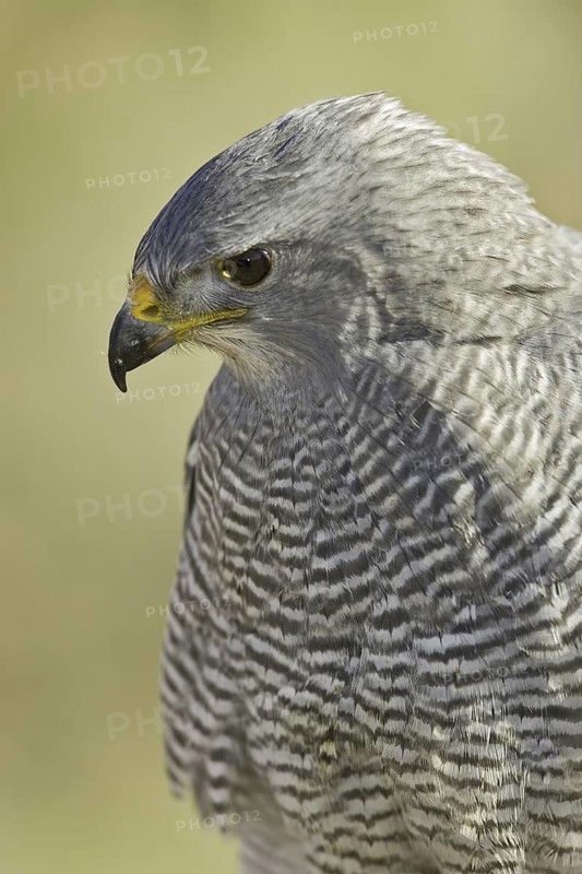 Grey-lined Hawk (Buteo nitidus), Arizona, USA