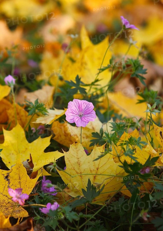 Flowering cranesbill (Geranium), in autumn foliage, North Rhine-Westphalia, Germany