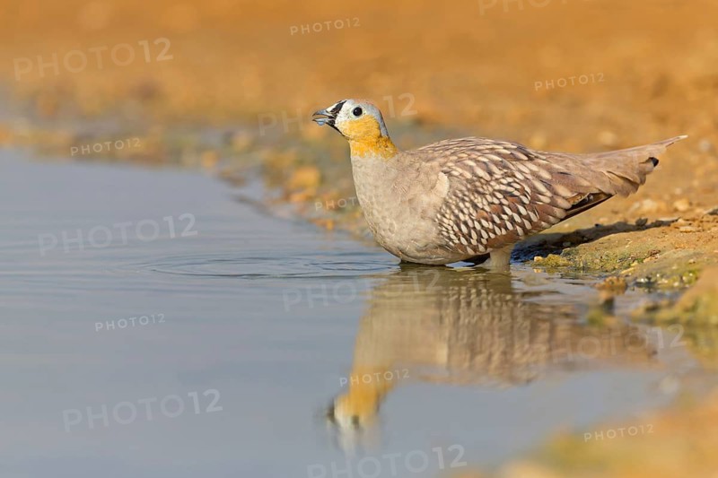 Crowned flying fowl, (Pterocles coronatus), North America, Middle East, family of flying fowl, chicken bird, at the waterhole, Celias Waterhole, Ezuz, HaDarom, Israel