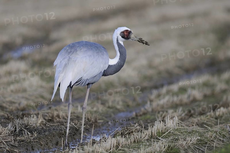 White-naped Crane (Antigone vipio), Arasaki, Japan