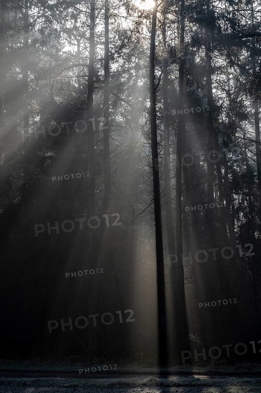 Rays of light in the forest, Emsland, Lower Saxony, Germany