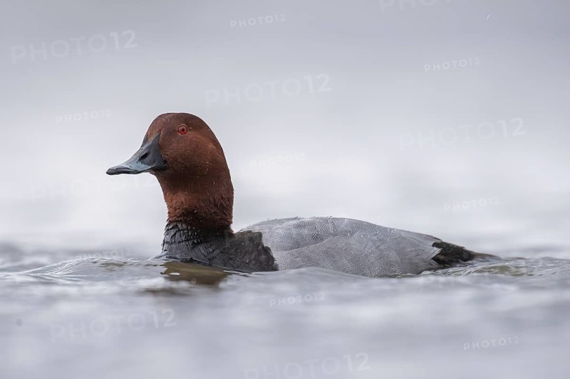 Common Pochard (Aythya ferina) male, Schleswig-Holstein, Germany