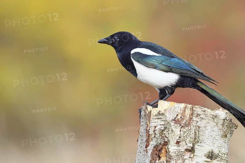 European magpie (Pica pica), sitting calling on a tree stump of a grey birch (Betula populifolia), with autumnal background, autumn, Indian summer, wildlife, corvid, nature photography, Wilnsdorf, North Rhine-Westphalia, Germany
