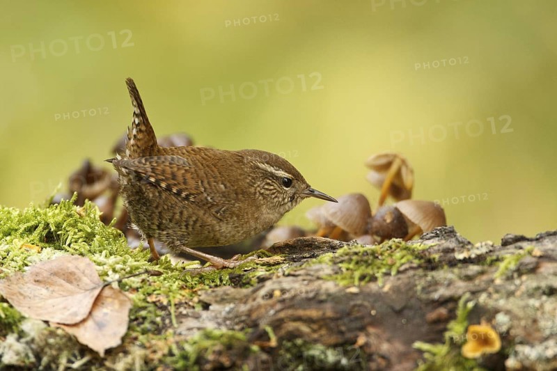 Eurasian Wren (Troglodytes troglodytes), Rhineland-Palatinate, Germany