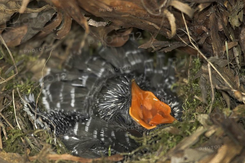 Common Cuckoo (Cuculus canorus) juvenile, Castile and Leon, Spain