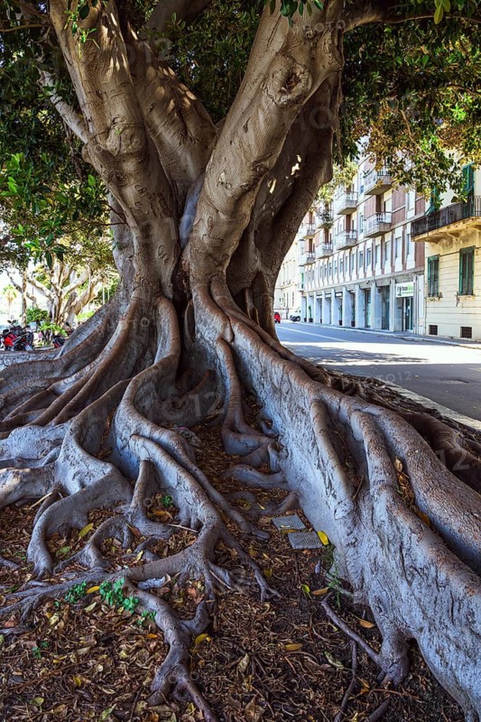 Ficus tree, Reggio Calabria, Italy