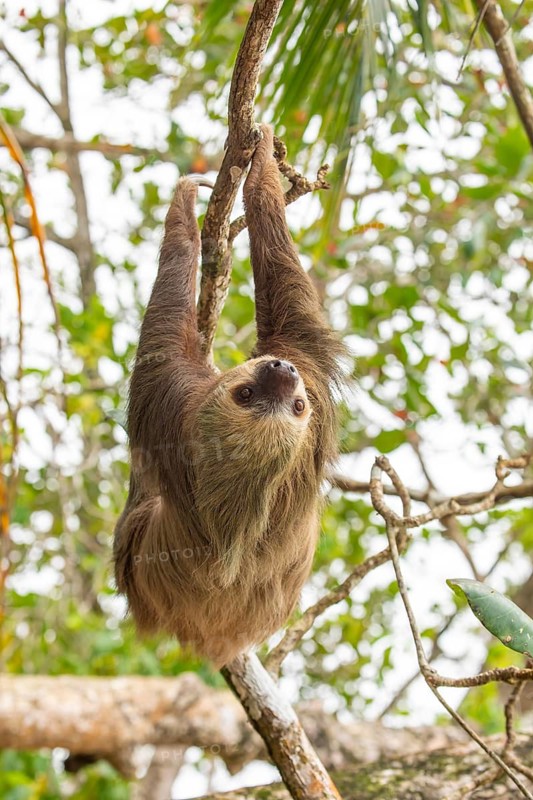 Male two toed sloth (Choloepus didactylus) hanging upside down and climbing on almond tree. Beach, Punta Uva, Limon, Caribbean, Costa Rica