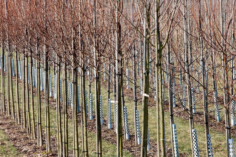 Tree nursery, Germany