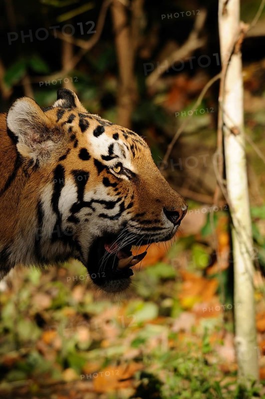 Tiger in profile with open mouth, surrounded by autumn foliage in the forest, Siberian tiger (Panthera tigris altaica), captive, occurring in Russia, North Korea and China