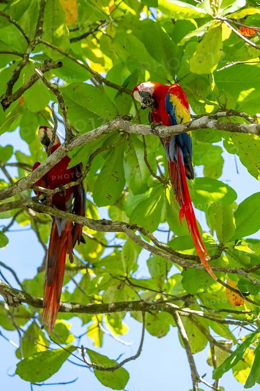 Scarlet Macaw (Ara macao) eating fruit in catappa tree (Terminalia catappa), Puntarenas province, Costa Rica