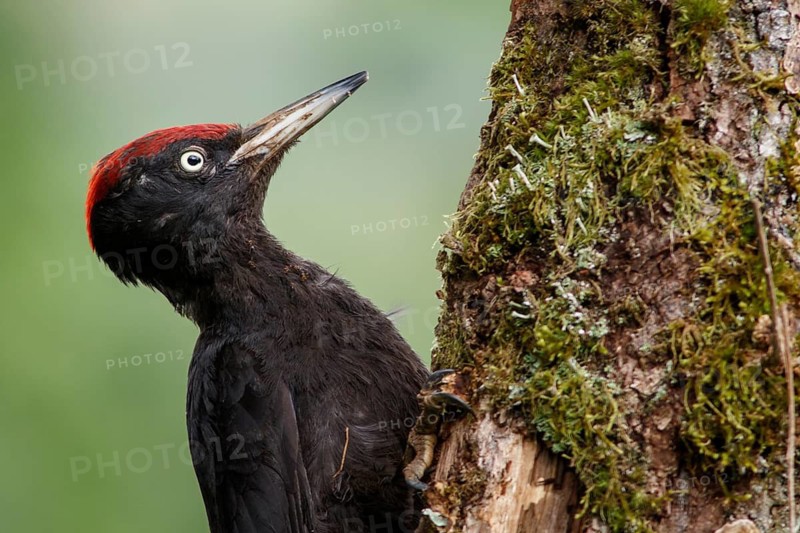 Black woodpecker (Dryocopus martius), male on forest, Castile and Leon, Spain