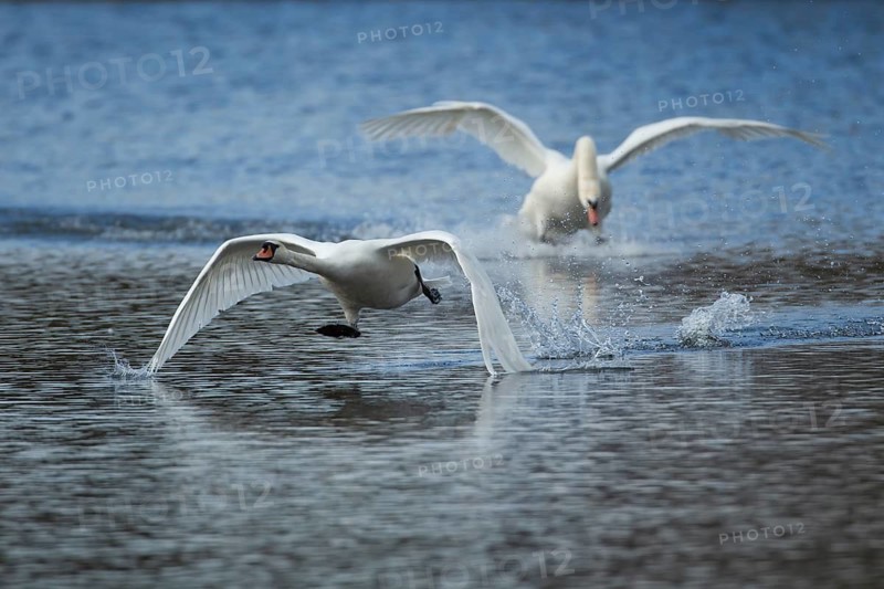 Mute swan (Cygnus olor) one adult bird chasing another on water of a lake, Suffolk, England, United Kingdom