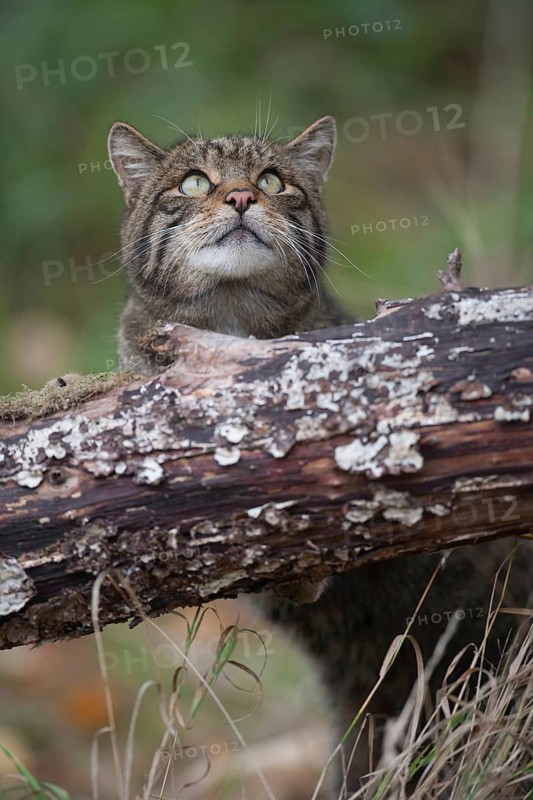 European or Scottish wildcat (Felis silvestris) adult animal in woodland, United Kingdom